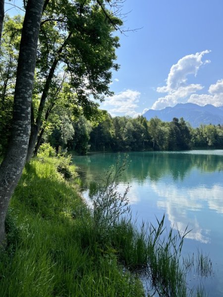 Blick durch die Bäume auf den See